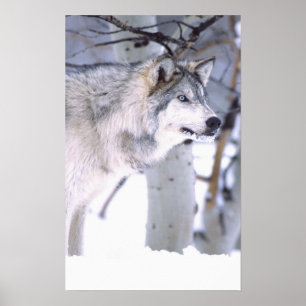 Timber Varg, Canis lupus, Movie Animal Utah) Poster