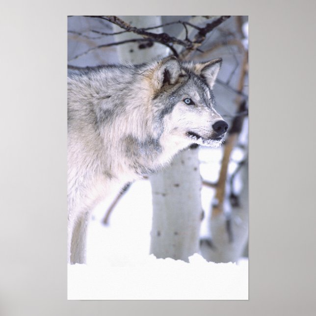 Timber Varg, Canis lupus, Movie Animal Utah) Poster (Framsidan)