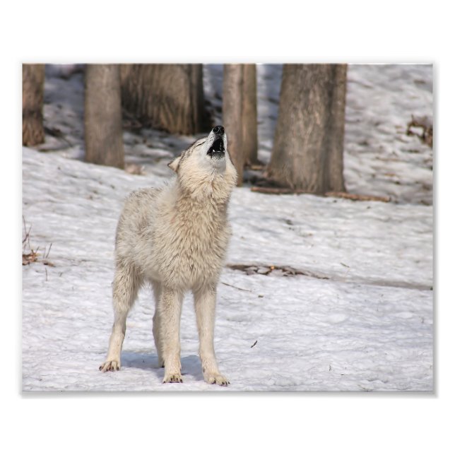 Timber Varg Howling Photography Print Fototryck (Framsidan)