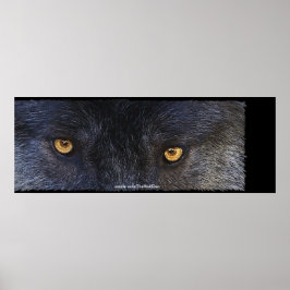 Timber Varg Ögon Wildlife Photo Art Poster