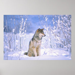 Timber Varg sitta i Snö, Canis lupus. Poster