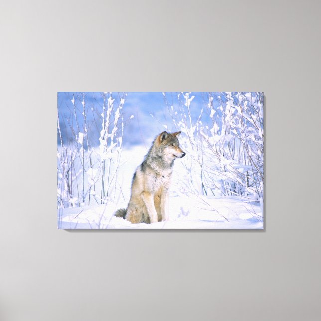 Timber varg sittande i snön, Canis lupus, Canvastryck (Framsida)
