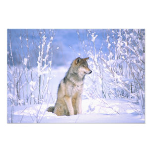 Timber varg sittande i snön, Canis lupus, Fototryck