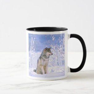 Timber varg sittande i snön, Canis lupus, Mugg