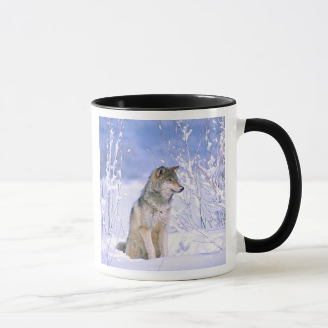 Timber varg sittande i snön, Canis lupus, Mugg (Höger)