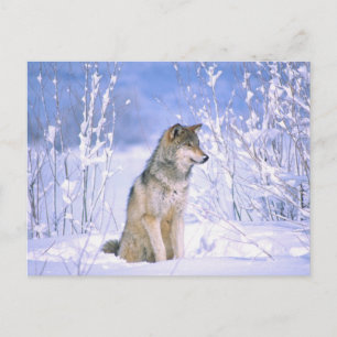 Timber varg sittande i snön, Canis lupus, Vykort