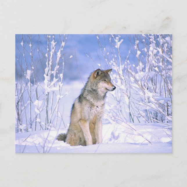 Timber varg sittande i snön, Canis lupus, Vykort (Framsida)