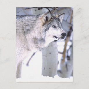 Timber Wolf, Canis lupus, Film djur Utah) Vykort