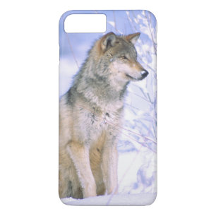Timber Wolf sittande i snön, Canis lupus,