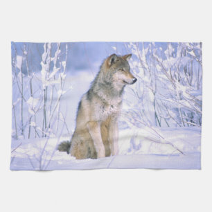 Timber Wolf sittande i snön, Canis lupus, Kökshandduk