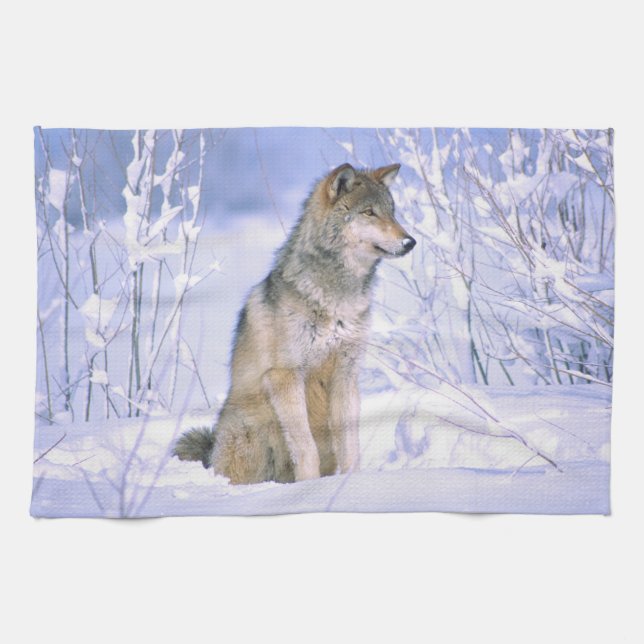 Timber Wolf sittande i snön, Canis lupus, Kökshandduk (Horisontell)