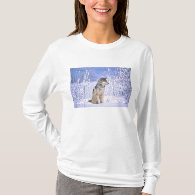 Timber Wolf sittande i snön, Canis lupus, T Shirt (Framsida)
