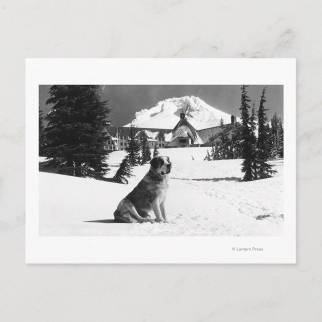 Timberline Lodge och "Dam" ägarens Vykort (Framsida)