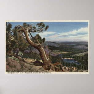 Timberline på den kolossala vapenskölden poster