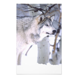 Timbervarg, Canis lupus, Film djur Utah) Fototryck