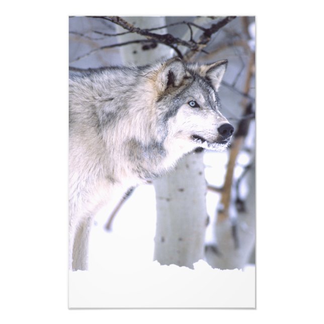 Timbervarg, Canis lupus, Film djur Utah) Fototryck (Framsidan)