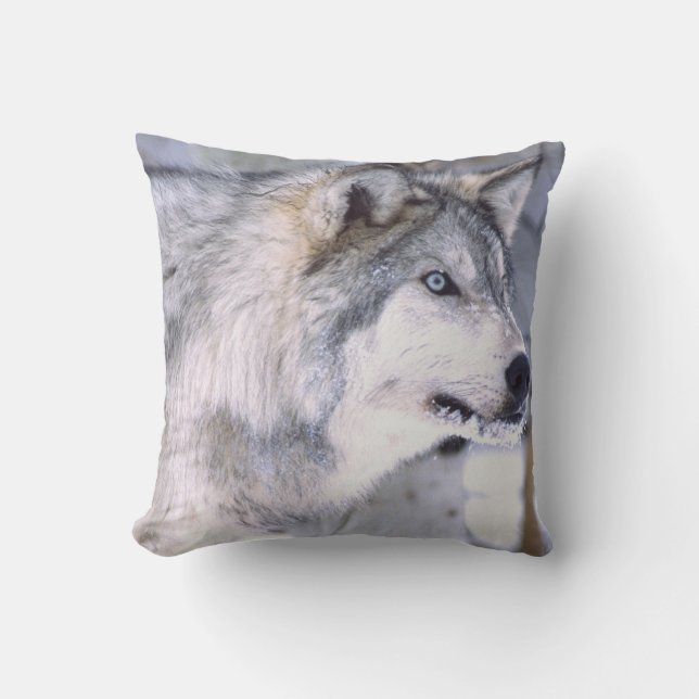Timbervarg, Canis lupus, Film Djur Utah) Kudde (Framsida)