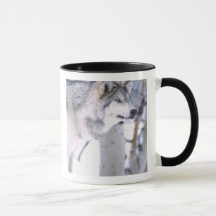 Timbervarg, Canis lupus, Film djur Utah) Mugg