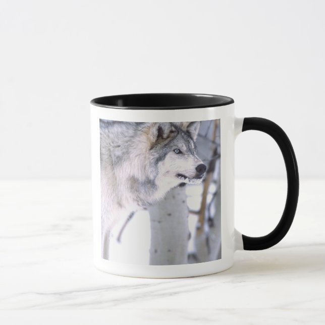 Timbervarg, Canis lupus, Film djur Utah) Mugg (Höger)