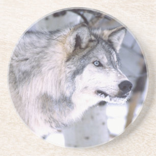 Timbervarg, Canis lupus, Film Djur Utah) Underlägg Sandsten