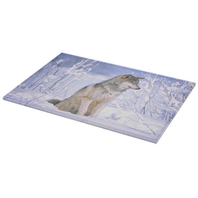 Timbervarg sittande i snö, Canis lupus, (Hörn)