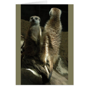 Time till sminket! Meerkats Hälsningskort