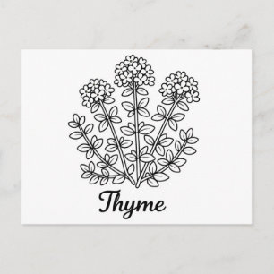 Timjan ört svart och vit botanisk illustration vykort