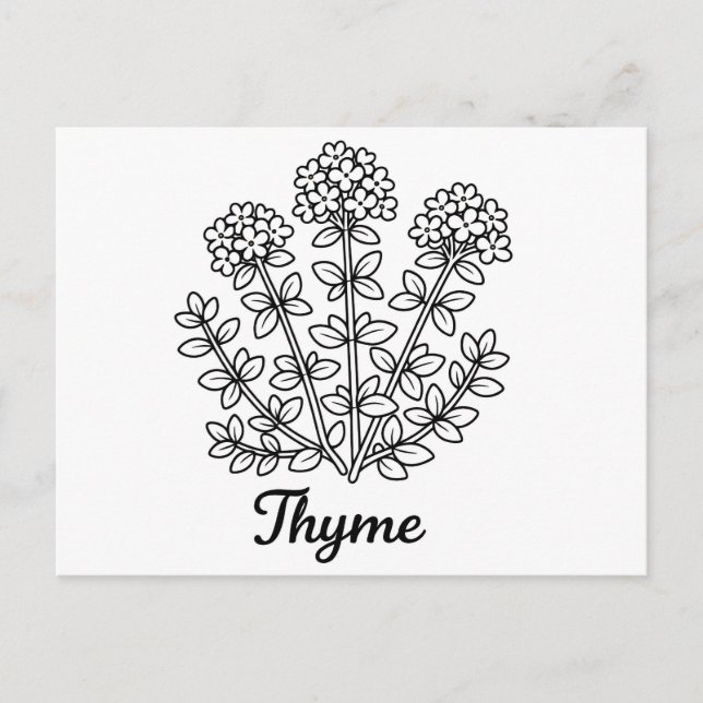 Timjan ört svart och vit botanisk illustration  vykort (Framsida)