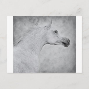 Timless Beauty Vykort