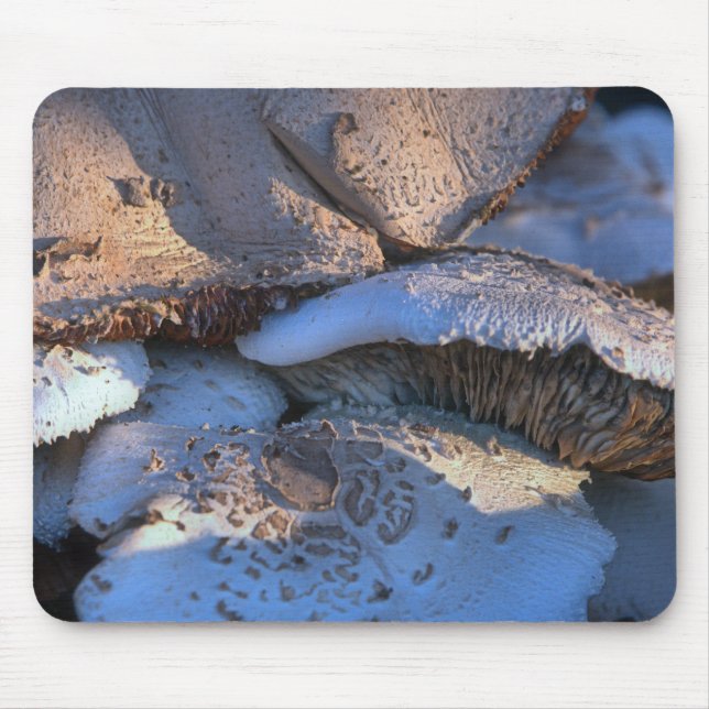 Timless Magnolia Musmatta (Framsidan)