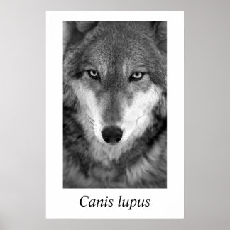 Timmer Varg #1 Canis lupus Poster