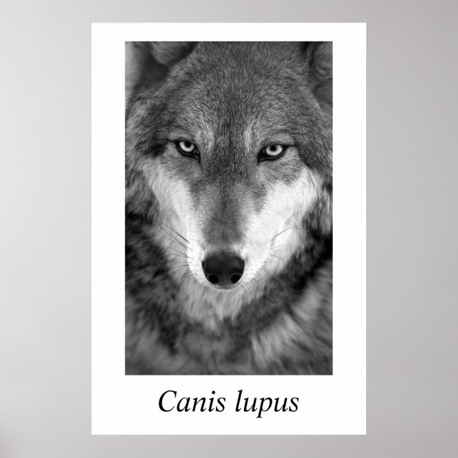 Timmer Varg #1 Canis lupus Poster (Framsidan)