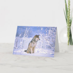 Timmer Varg sitta i Snö, Canis lupus. Kort