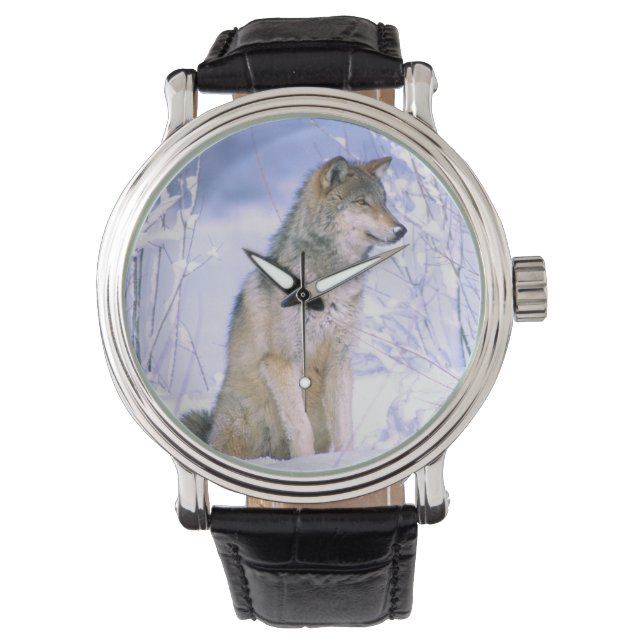 Timmer varg sittande i snön, Canis lupus, Armbandsur (Framsida)