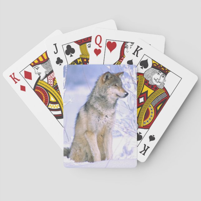 Timmer varg sittande i snön, Canis lupus, Spel Kort (Baksidan)