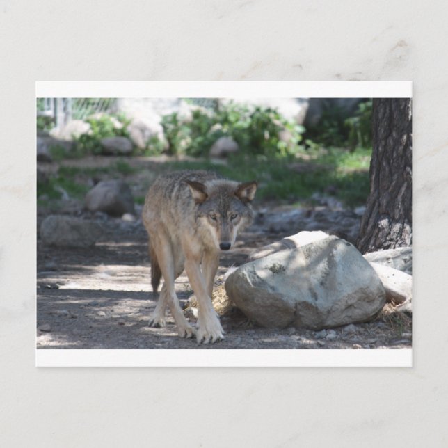 TimmerVarg Vykort (Framsida)