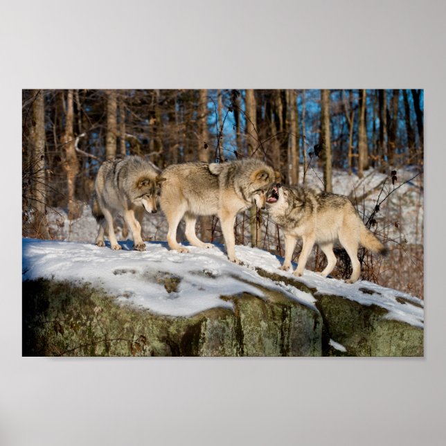 TimmerVargar Poster (Framsidan)