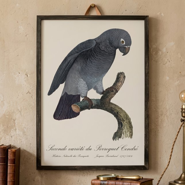 Timneh-afrikansk grå papegoja, Psittacus Timneh Fototryck (Timneh African Grey Parrot, Psittacus Timneh. Photo Print)