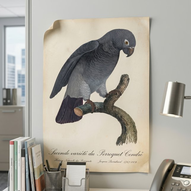 Timneh-afrikansk grå papegoja, Psittacus Timneh Poster (Timneh African Grey Parrot, Psittacus Timneh. Poster)