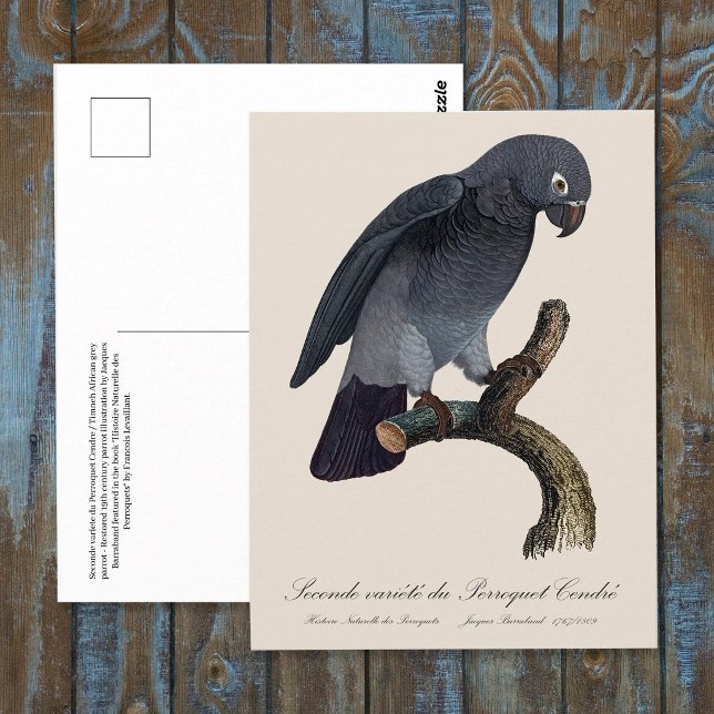 Timneh-afrikansk gråpapegoja, Psittacus Timneh Vykort (Timneh African Grey Parrot, Psittacus Timneh. Postcard)