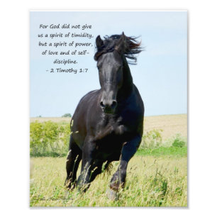 Timothy för Friesianhingst 2 1:7 Fototryck