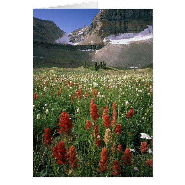 TIMPANOGOS VILDOMRÅDE, UT, US, HÄLSNINGSKORT (Framsidan)