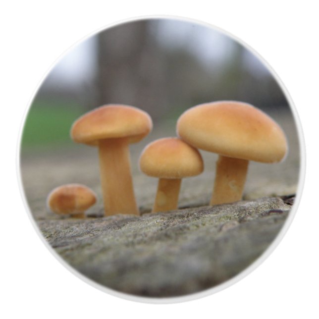Timy Toadstools Makro Ceramic Knob Knopp (Framsidan)