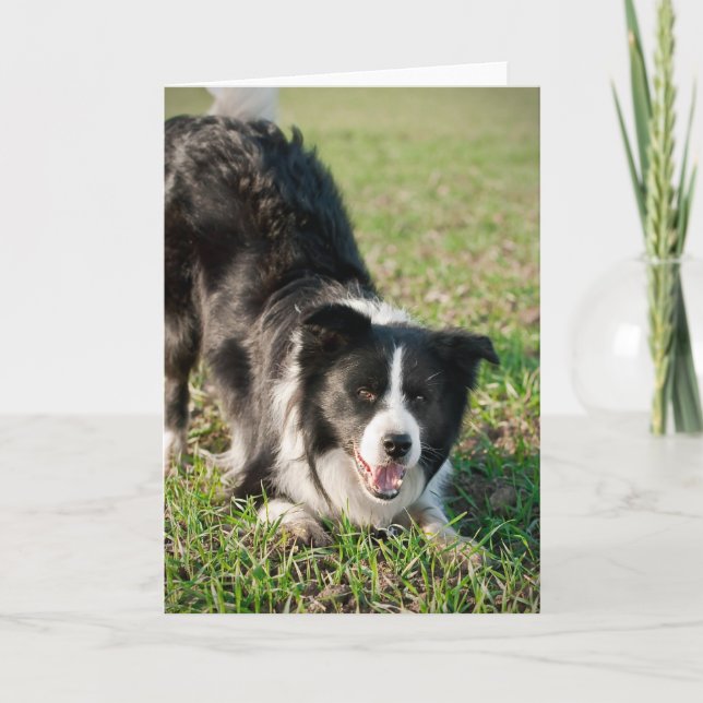 Tino, Gräns-kollie, redot att spela Kort (Framsida)