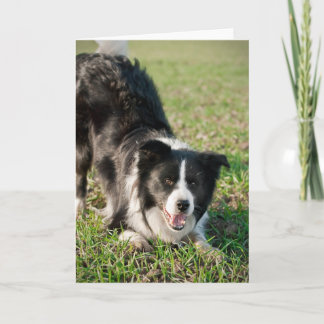 Tino, Gräns-kollie, redot att spela Kort