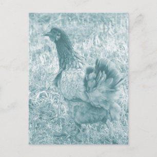 Tint Hen Vykort