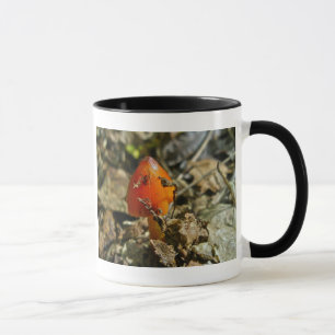 Tiny Amberina Cone Cap Mushroom Mugg