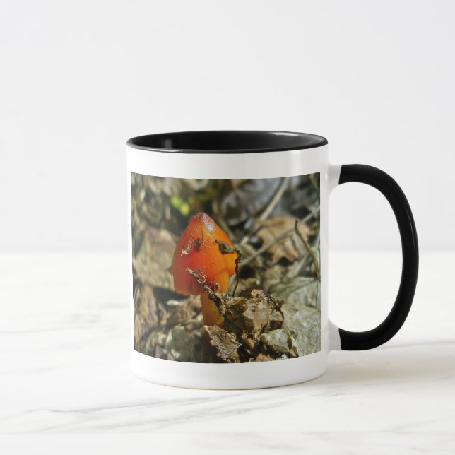 Tiny Amberina Cone Cap Mushroom Mugg (Höger)
