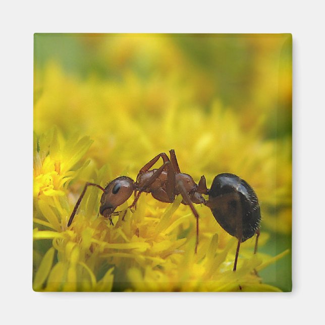 Tiny Ant on Goldenrod Magnet (Framsidan)