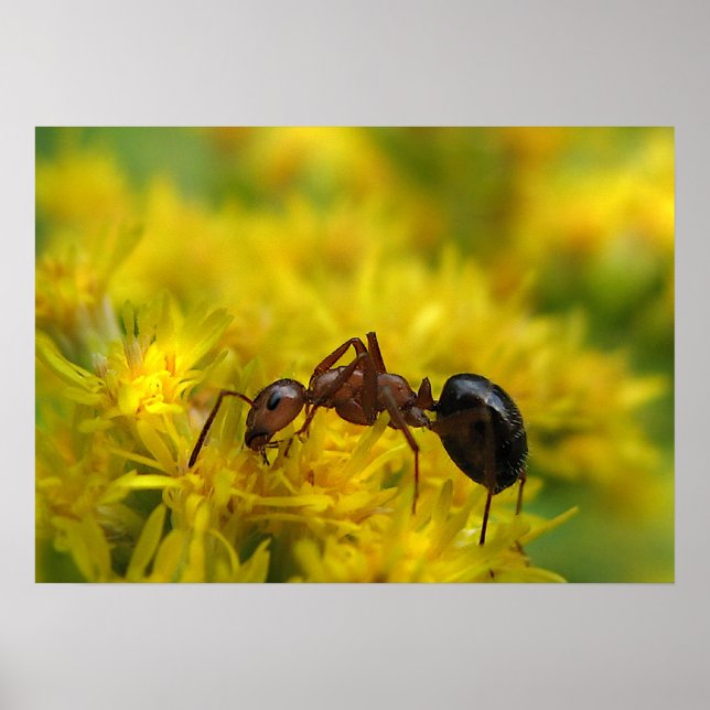 Tiny Ant on Goldenrod Poster (Framsidan)